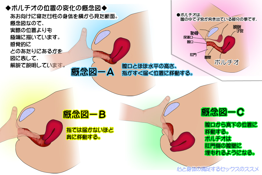 ポルチオとは？産婦人科専門医の丹羽咲江医師が子宮腟部を徹底解説します。 | 腟ペディア