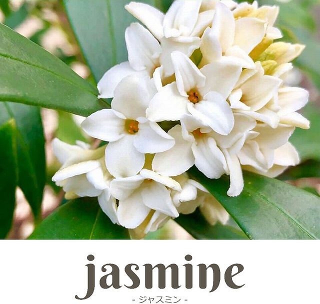 ジャスミン(Jasmine)｜ホットペッパービューティー