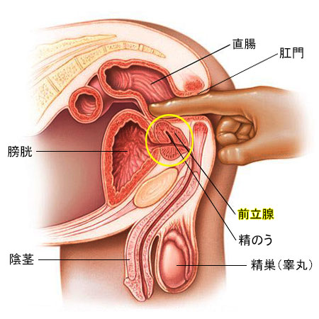 前立腺マッサージ｜第一のチャクラ東京店 | 前立腺マッサージ［第一のチャクラ東京店］は男性による男性のための「男性の下半身」に特化し、前立腺整体(睾丸 マッサージ・ジャップカサイ、鼠径部リンパマッサージ等)で「第一チャクラ」を活性化させる国内初の男性専門 