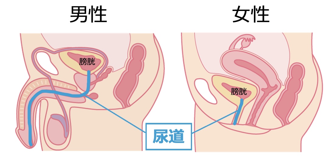 女性が感じる仕組みとは？オーガズムとスキーン腺の関係について解説 | コラム一覧｜ 