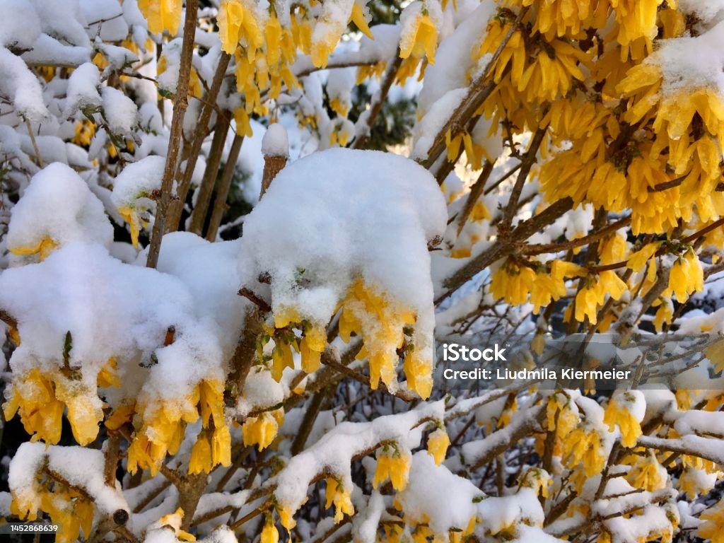 散らない花。涼し気な夏の雪「ユーフォルビア ダイヤモンドスノー」剪定屋空