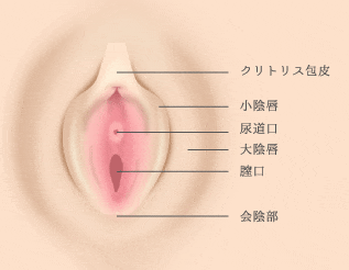 クリトリス包茎 | 婦人科形成なら城本クリニック