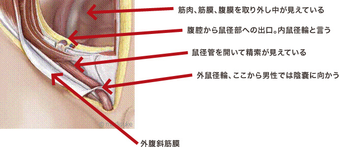 鼠径(ソケイ)部が痛いならコレやって！！その2 #静岡市 #整体院