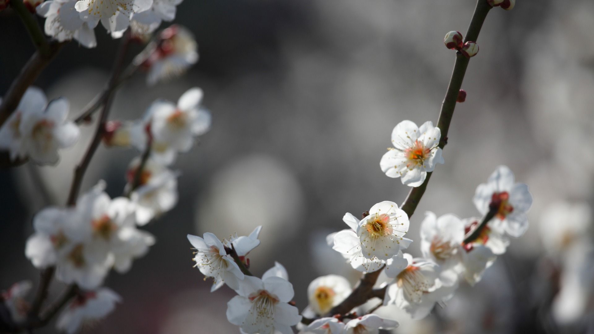 雪の中に咲く花 の写真素材 [9756191]