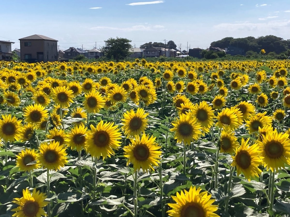 個別「鷺沼ひまわり回廊入口」の写真、画像 - 元・【東京】江戸御府内八十八ヶ所順打ち巡礼記【遍路】の写真庫