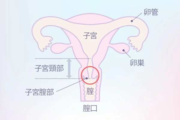 ポルチオとは？位置や開発方法、ポルチオセックスのやり方- 夜の保健室