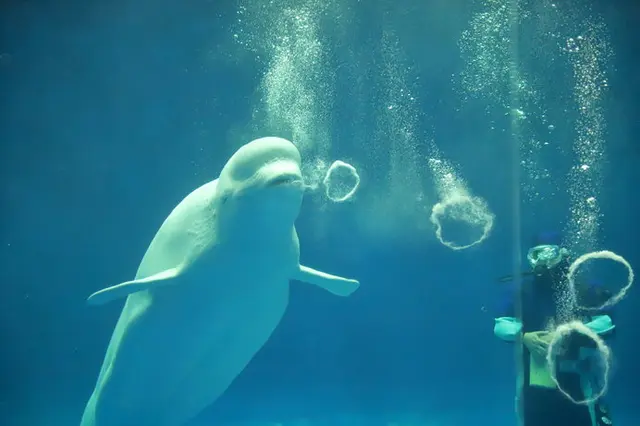 ベルーガのナナの見せる“神業”。｜名古屋港水族館 | カーサ ブルータス