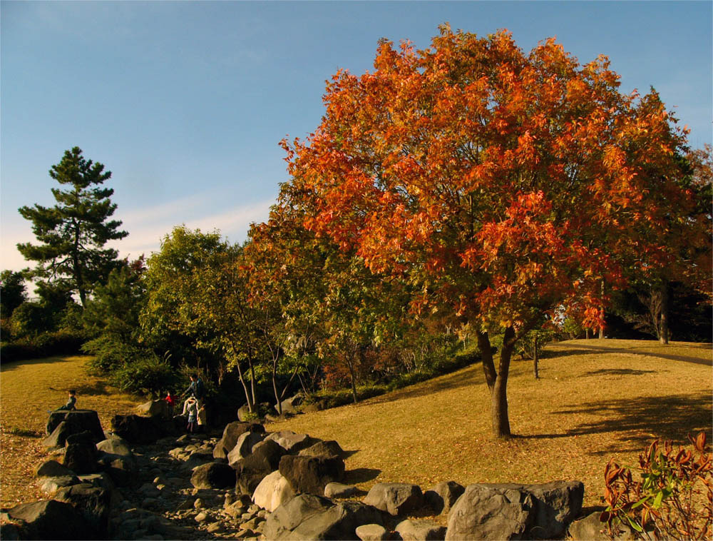 伊勢崎市みらい公園（いせさき市民のもり公園）｜Isesaki City Mirai Park（Isesaki Shiminnomori