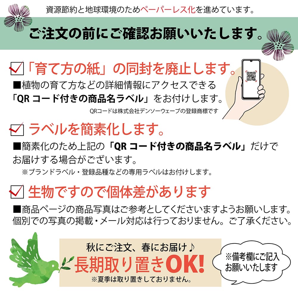 種子から～プセイド.ペクチュニフェラ｜🍀GreenSnap（グリーンスナップ）