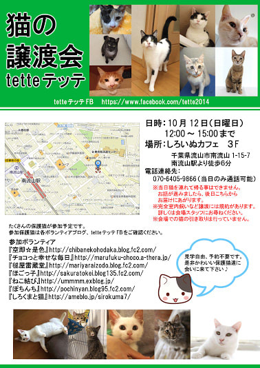 迷子猫】千葉県流山市南流山でベンガルが迷子になりました。No.26469