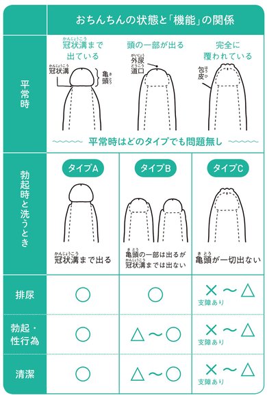 ペニスの曲がり】ペニスが曲がっているのはなぜなのか - TENGAヘルスケア