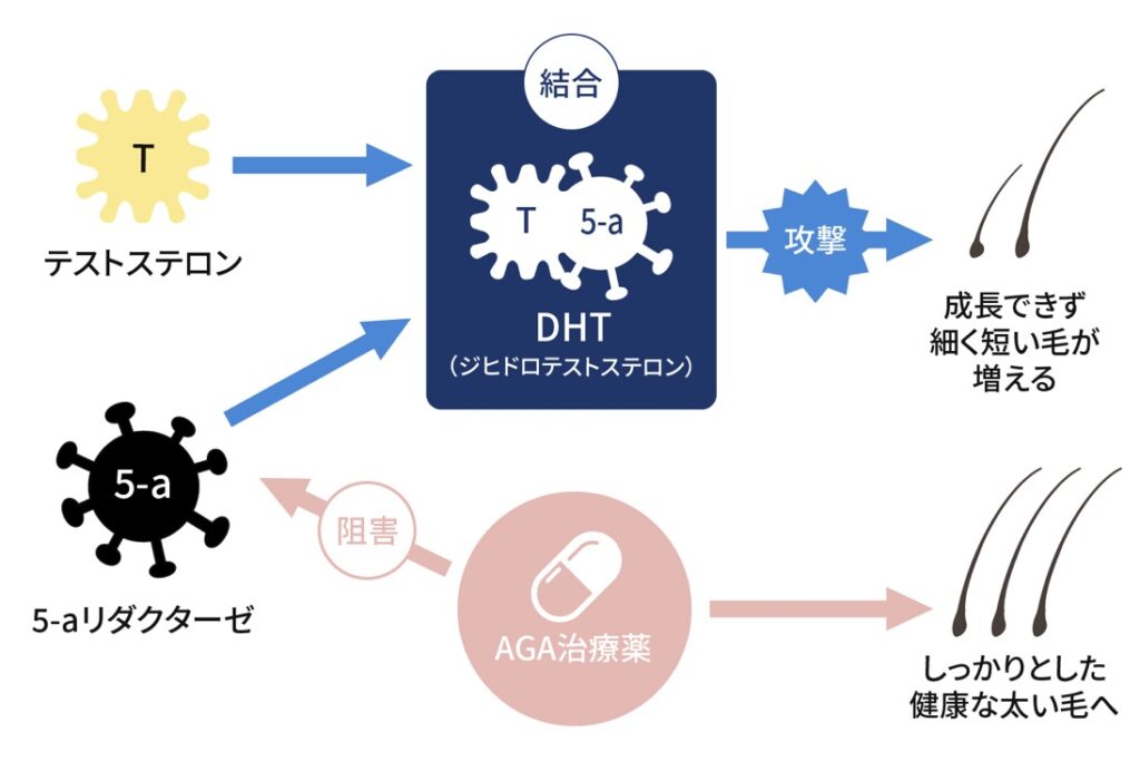 テストステロン」の人気タグ記事一覧｜note ――つくる、つながる、とどける。