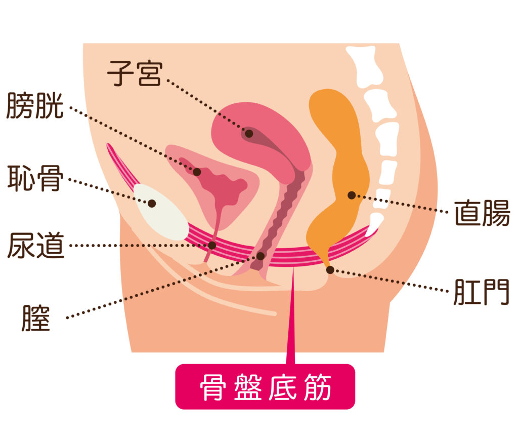 不安な”尿もれ”対策最前線「膣ハイフ、ロボット手術」ほか注目の治療法を医師が解説 (1/1)| 介護ポストセブン