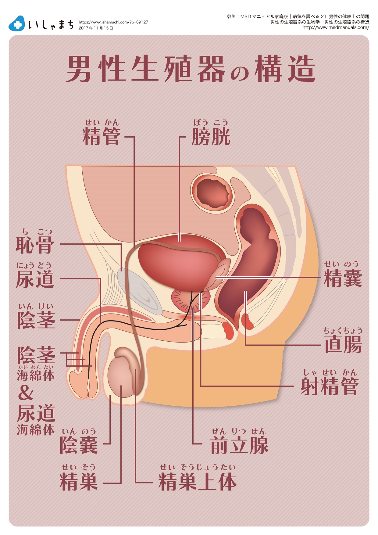 男には18個の性感帯があるって知ってた？【性感帯マップ付き】｜BLニュース ちるちる