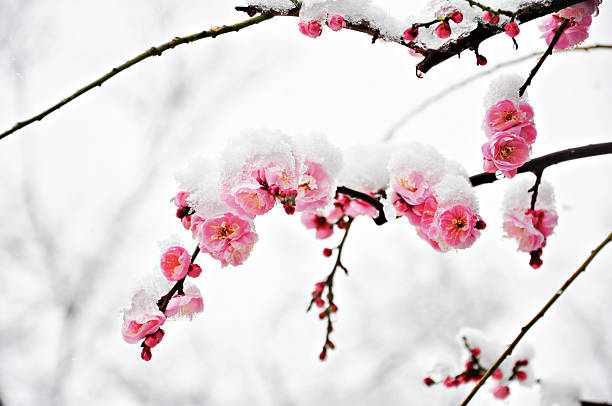 雪の中の紫の花 写真素材 [ 4282767