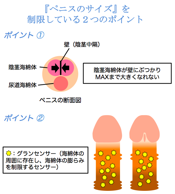 チントレのやり方を解説！早漏改善や勃起力アップに効果あり | ザヘルプM