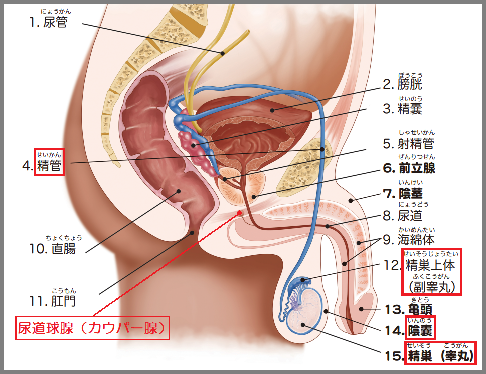 性感帯とは？女性の感じやすい場所や開発法 - 夜の保健室