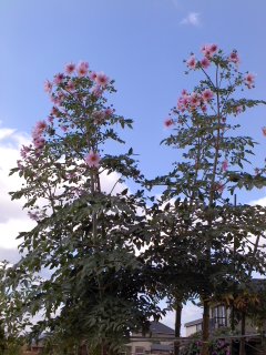 福岡花商協同組合 青年部 | 髙瀨花園