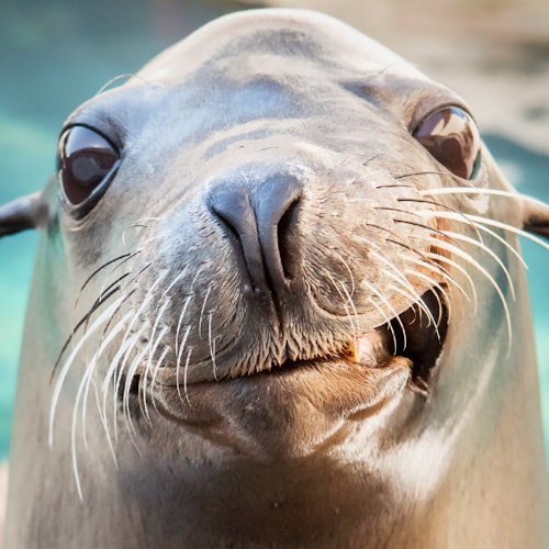 楽天】ロサンゼルス 水族館 アクアリウム・オブ・ザ・パフィフィック（Aquarium of