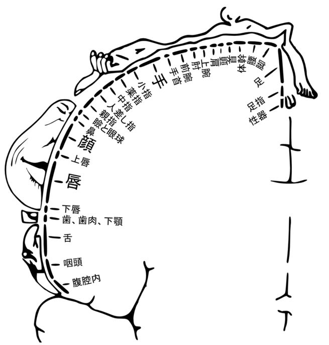 Amazon.co.jp: 高学歴でインテリな男性って乳首責めが多いって知ってました?デキる男はどんな時にも乳首をお留守にして欲しくないんです。濃密なエロスがたっぷり堪能出来る【ニップルセックス】  [DVD] :