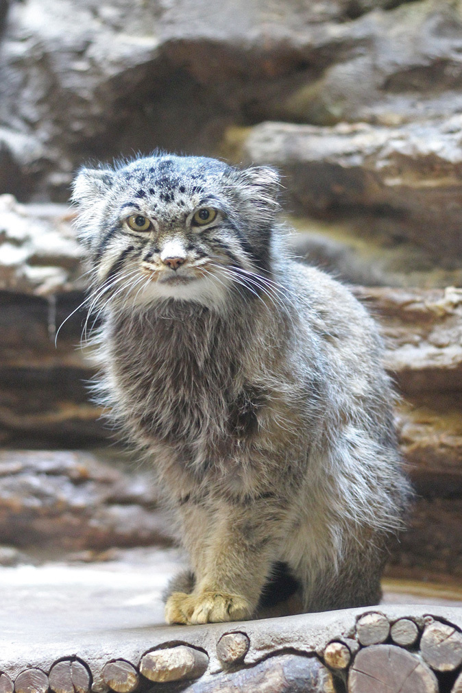 たたかう！マヌルネコの子どもたち！！「フィーガ＆アブリコース」（上野動物園）Pallas's Cat Baby