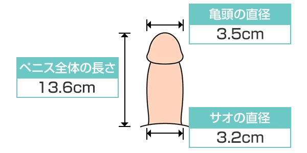 性の達人が解説】日本の平均ペニスサイズは外国と比べてどうなの?ペニスのサイズは体格と似てる? | Trip-Partner[トリップパートナー]