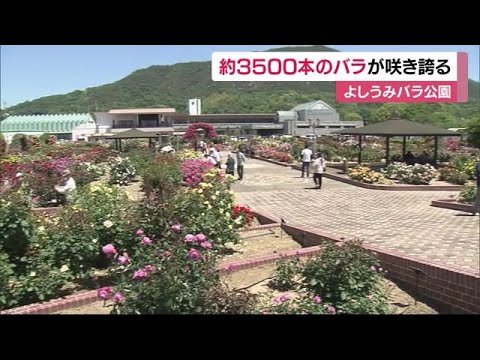 雄勝ローズファクトリーガーデン | 笑顔咲くたび伊達な旅