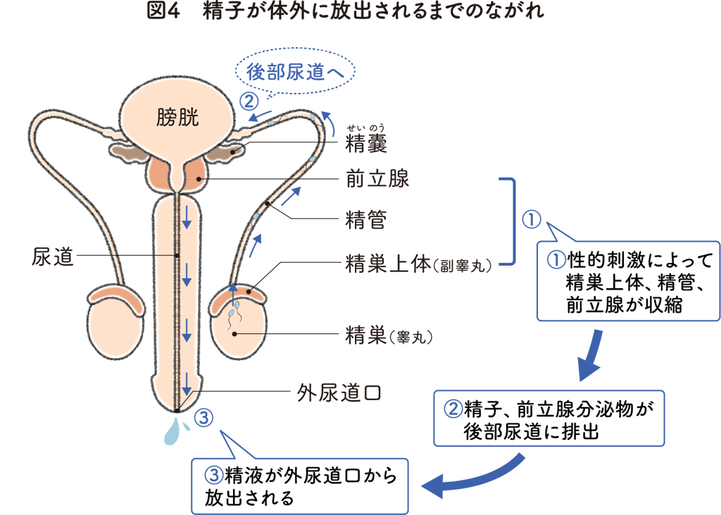 マウスの精子の運動性 ～違いを生み出すX染色体～ 1｜かわいせーざん@基礎研究っておもしろい！