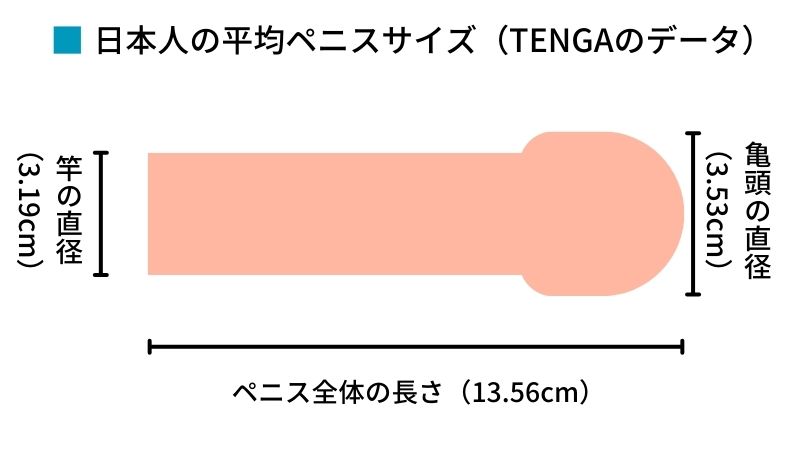 ちんこの長さを徹底調査！平均は14cm！？女性は大きい方が良いの？ | 夢野アート