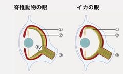 長尺エギングロッド セカンドインプレ : まずめな釣り師の釣行記