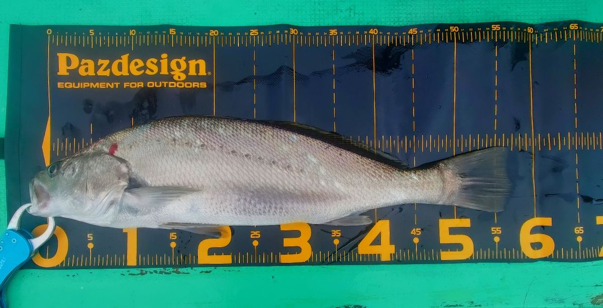 ヒラメ103cm！14匹！の釣果｜2020年9月2日｜きくしん丸（宮城/荒浜港）｜釣割