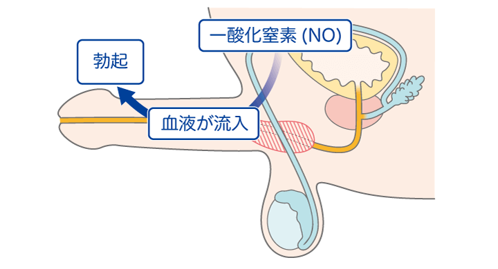 症例写真付】ペニスのねじれは修正可能！術後の痛みもほぼ無し！