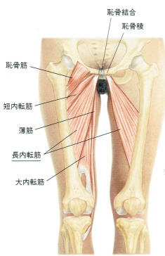 Men's Physique VĐV