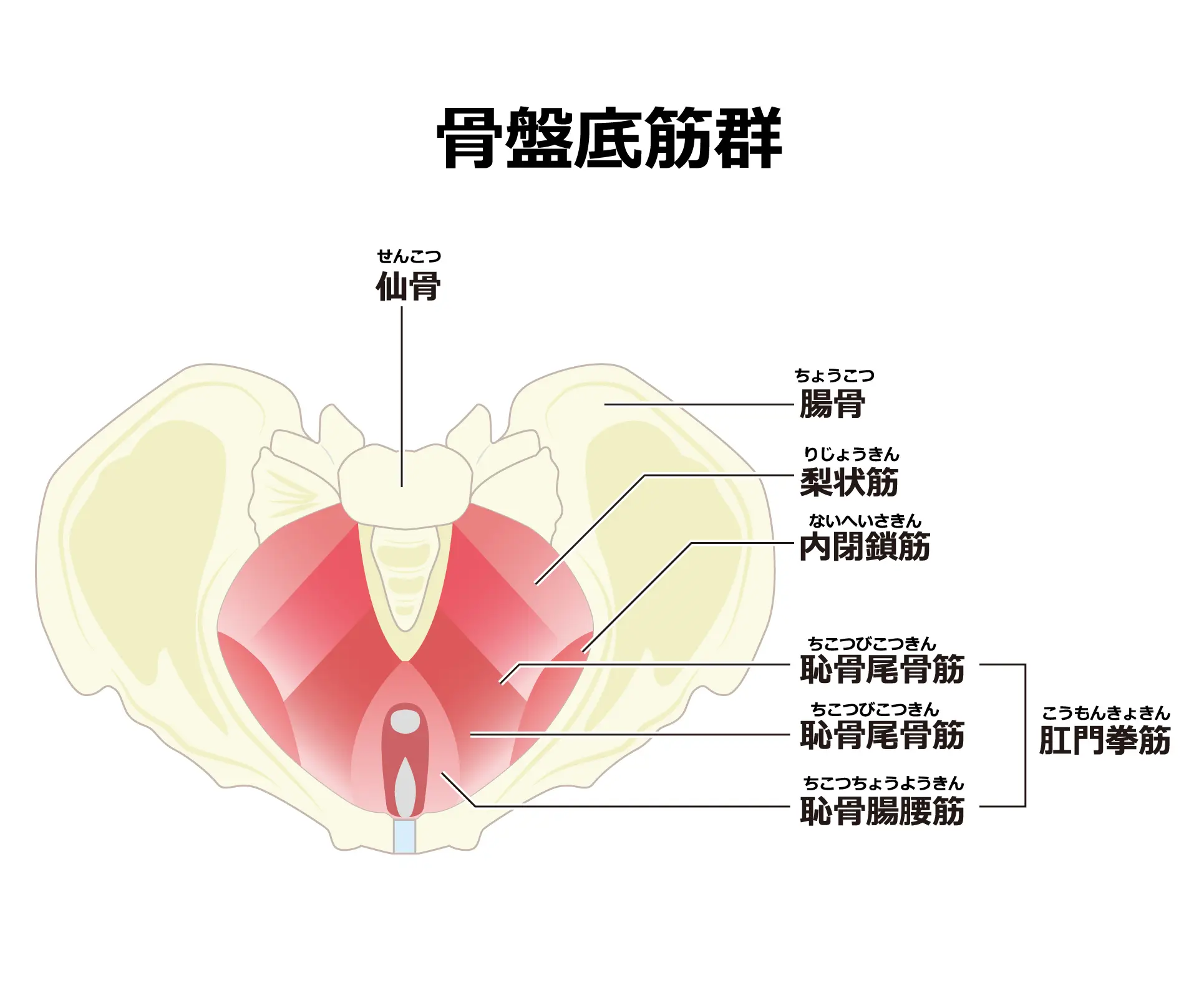 膀胱瘤｜神戸市東灘区 摂津本山｜いしむら腎泌尿器科クリニック