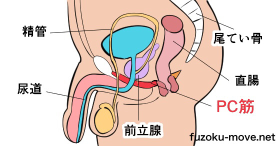 50%OFF】【失禁注意!】誰でも出来る!決定版「はじめての」脳イキ!ノーハンドオナニー中級編～射精感を遥かに超える女性と同様の深いオーガズム～【PC筋+催○式】  [空心菜館] |