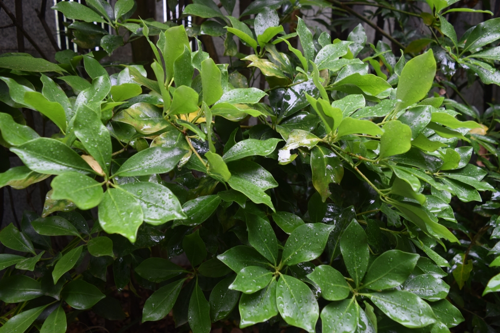 翠雨 すいう｜旬のもの｜暦生活 | 日本の季節を楽しむ暮らし