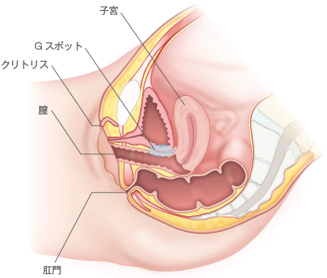 男性器 - Wikipedia