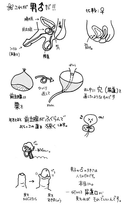 前立腺がんの「高密度焦点式超音波療法（HIFU・ハイフ）」治療の進め方は？治療後の経過は？ – がんプラス