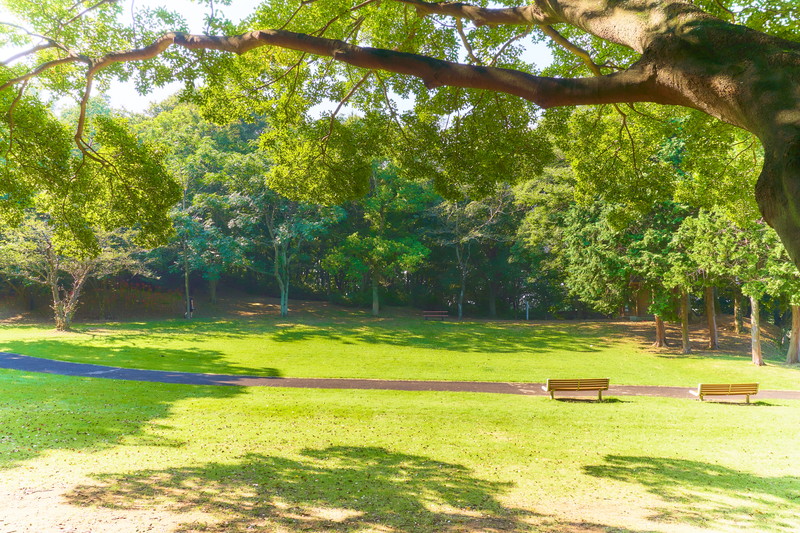 伊勢崎みらい公園【伊勢崎市民の森公園】 2024.11.16 群馬県伊勢崎市山王町2663