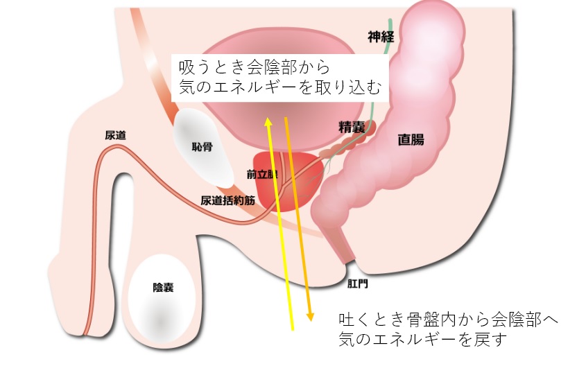 Amazon.co.jp: メスイキとドライオーガズム 達成のカギは呼吸法 開放型