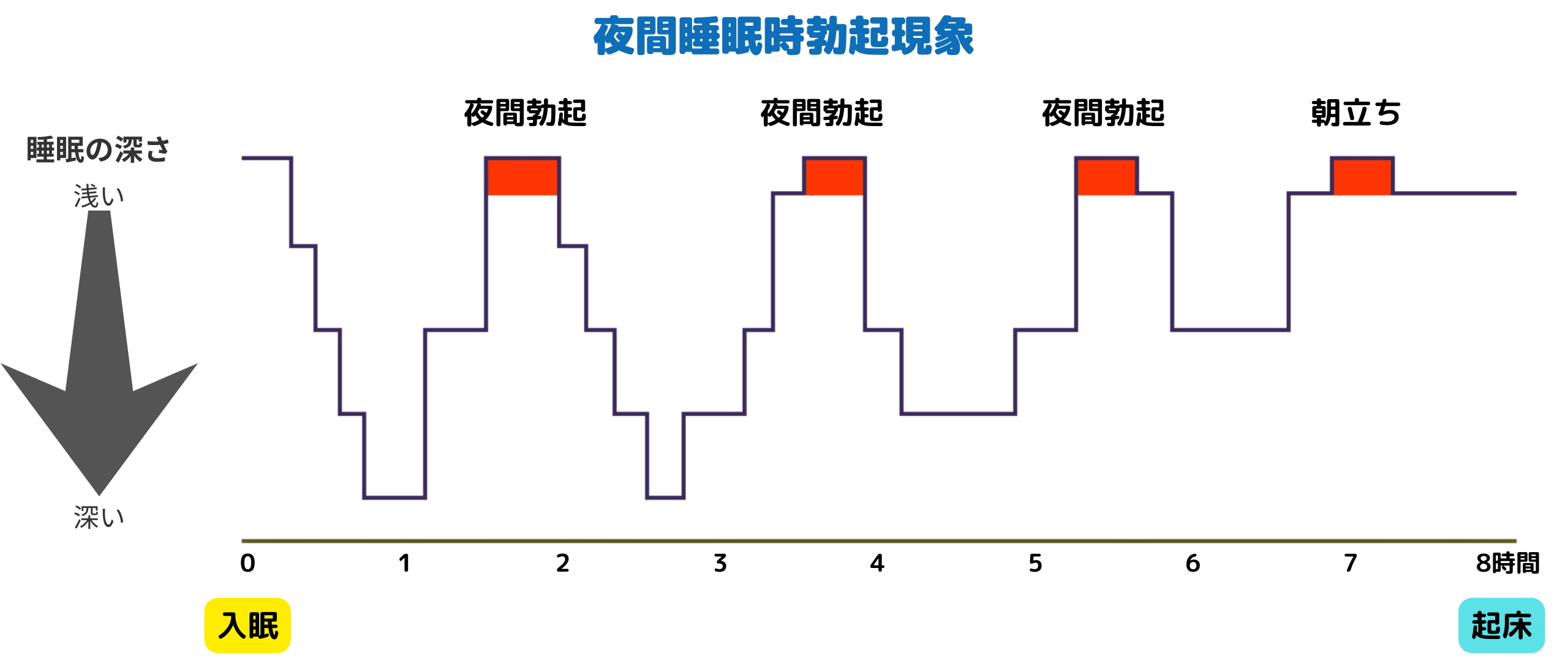 最近、朝勃ちの回数が減ってきた│アンファーからだエイジング【専門ドクター監修】