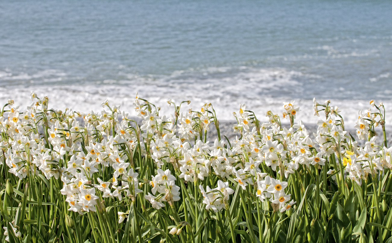 城山羊の会「水仙の花 narcissus」Twitter感想まとめ -