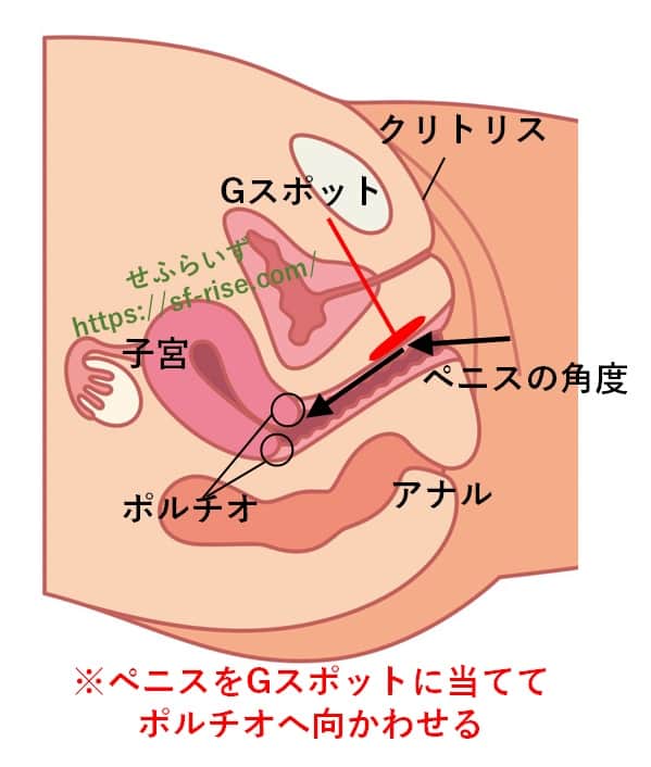 ポルチオとは？位置や開発方法、ポルチオセックスのやり方- 夜の保健室