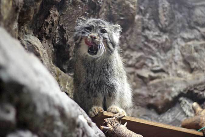 マヌルネコに会える動物園～恩賜上野動物園編 | たまくま倶楽部