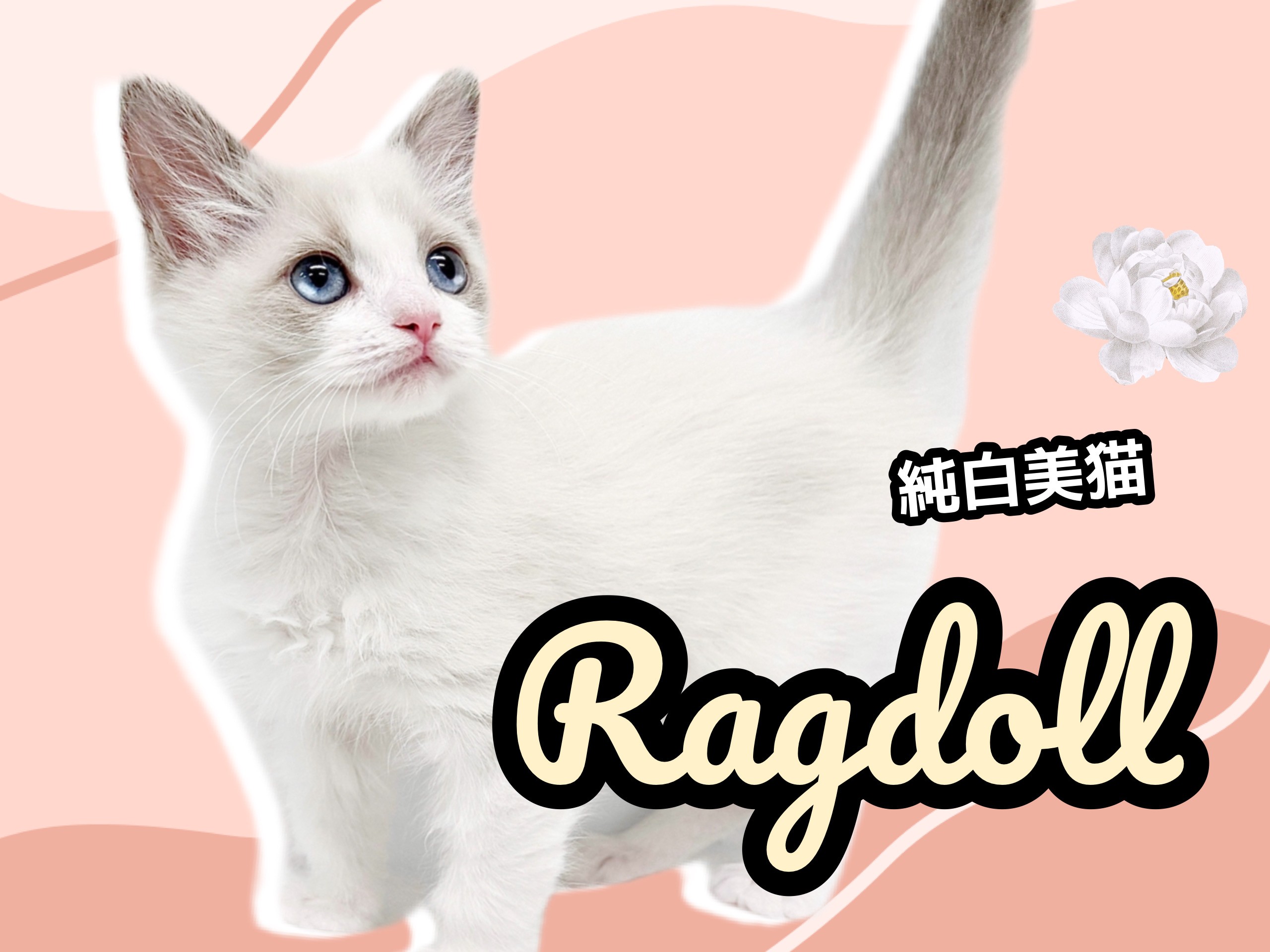 流山市で猫のシャンプー/トリミングができるおすすめサロン【3選】 | PETPET LIFE