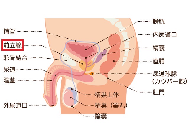 性感開発師・志摩ことりドリルアナル舐めメスイキ前立腺マッサージ | デジタルコンテンツのオープンマーケット Gcolle