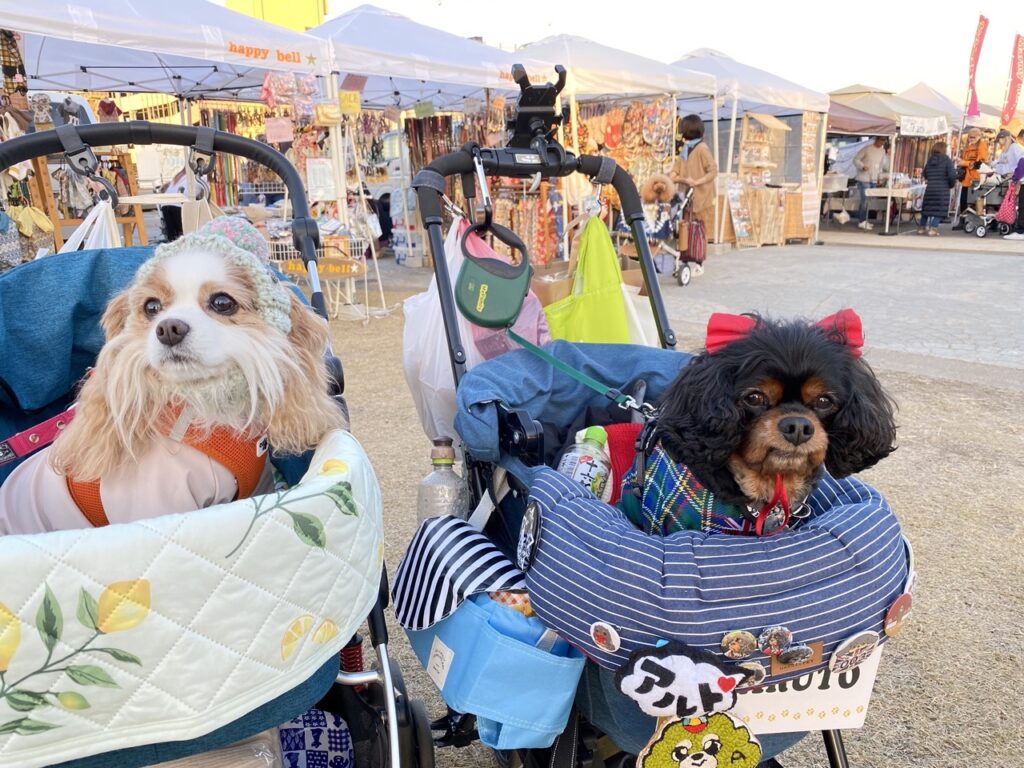 イベント】第５回わんだらけ（名古屋市港区） | 柴犬コマリ学園