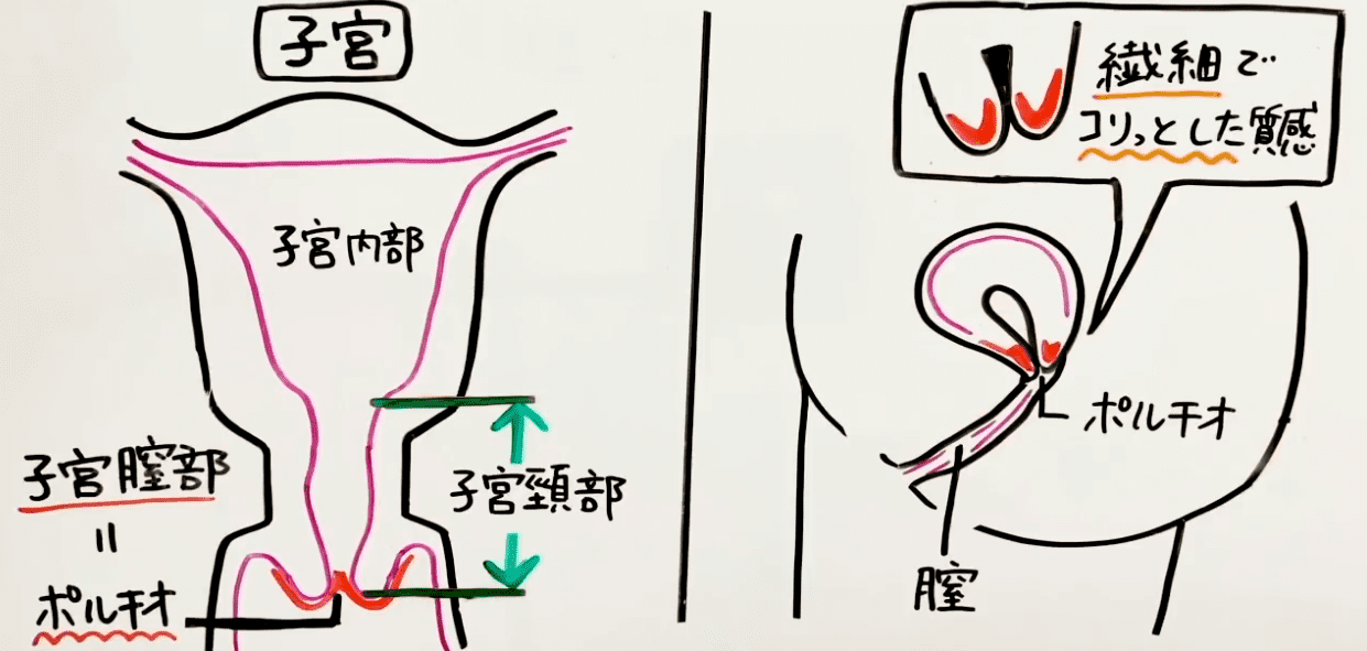 全員デカチン！「亀頭でオマ○コ壊れちゃう！」拘束されて大きな亀頭で子宮口をほじくられポルチオ開発されちゃう絶叫アクメ連発の３Pセックス！ -  女性でも安心して見れる無料アダルト動画視聴サイト