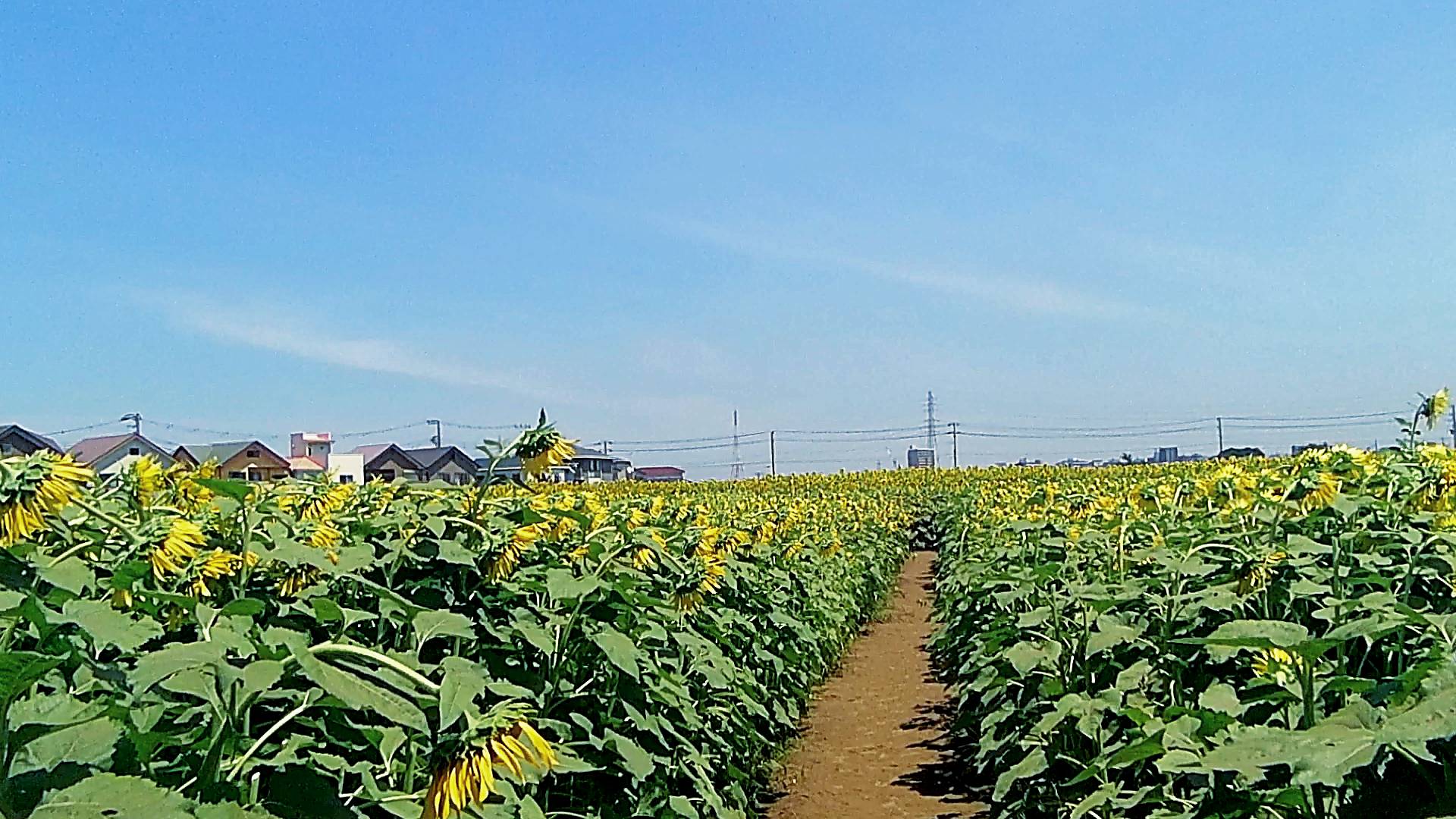 鷺沼ひまわり回廊 [習志野市]』ひまわりが一面に咲く映えるビュースポット【菜園】 |