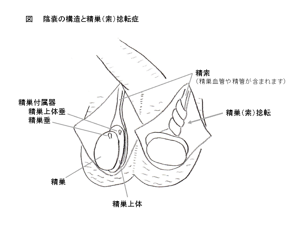 睾丸（玉袋）の毛の処理方法は？脱毛のメリットや安全なケア方法も | お役立ち情報 | 東京・恵比寿のメンズ脱毛サロン【アロンソ】